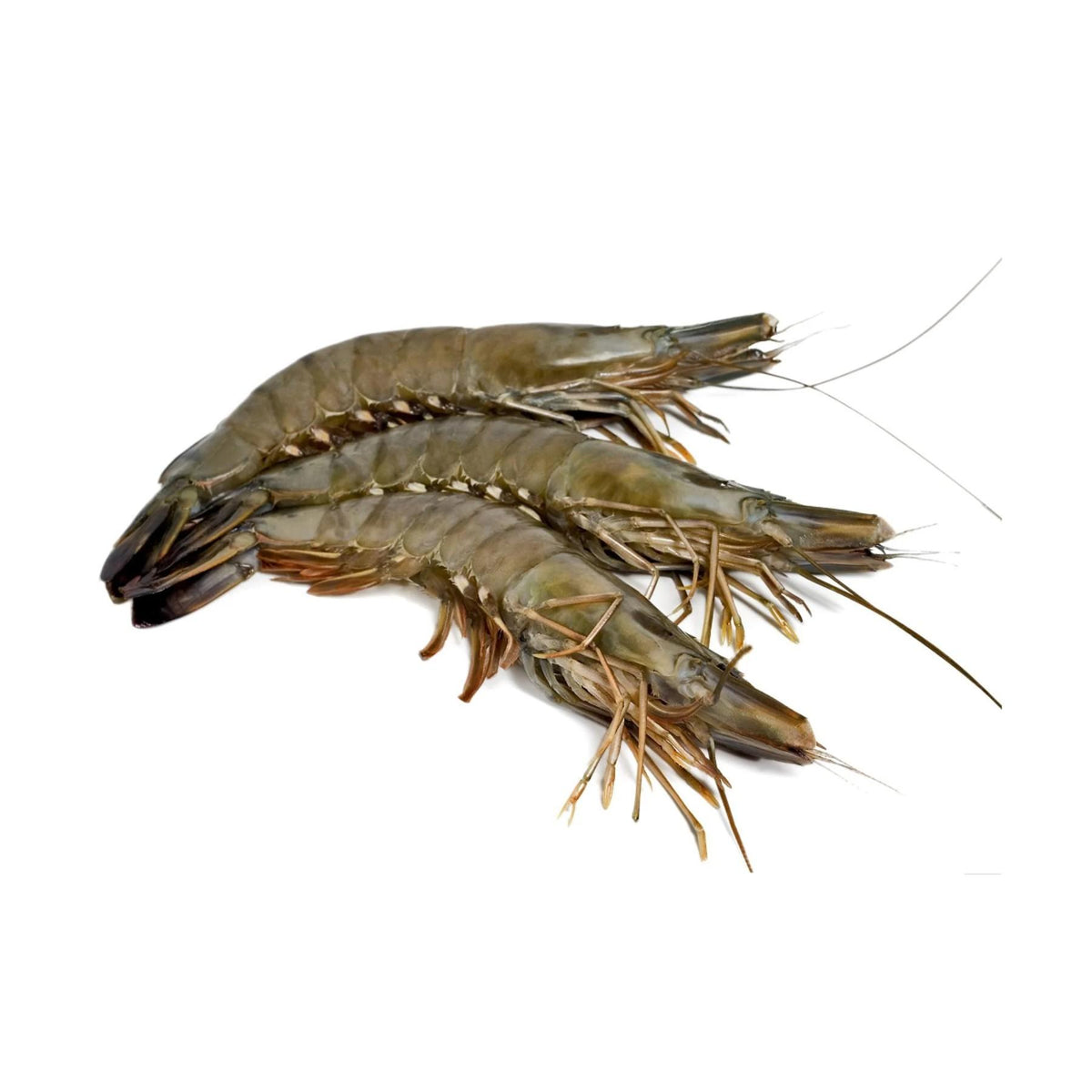 Black Tiger Shrimp Whole Large Frozen 10-20pcs