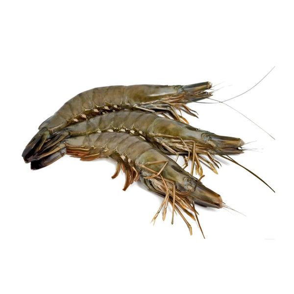 Black Tiger Shrimp Whole Extra Large Frozen U10