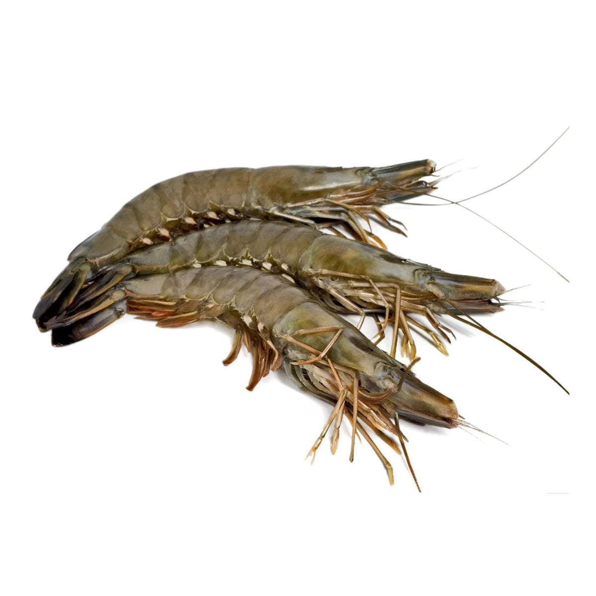 Black Tiger Shrimp Whole Jumbo Frozen U7